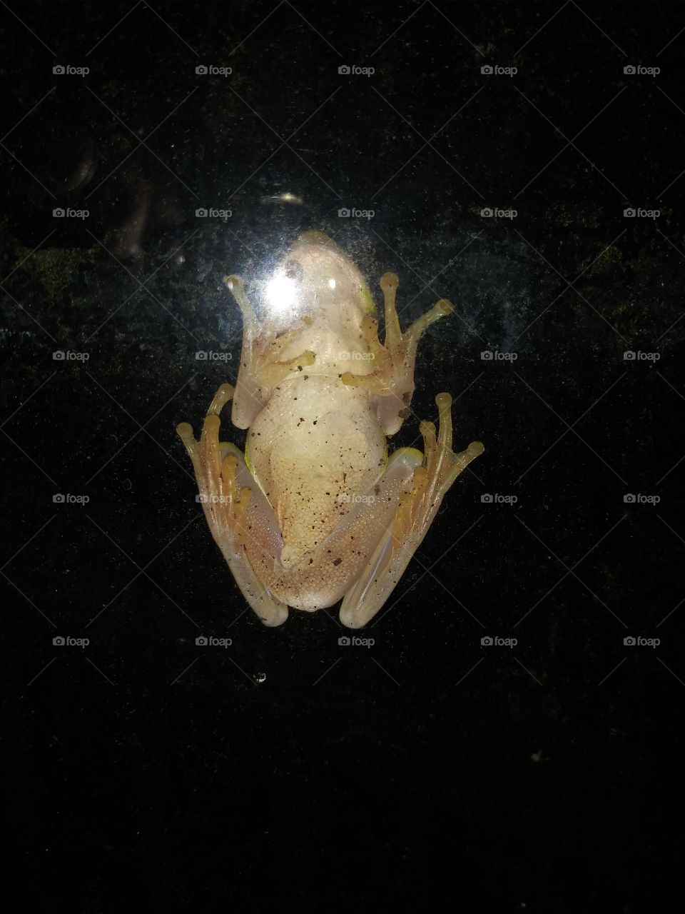 Inside looking out at a tree frog