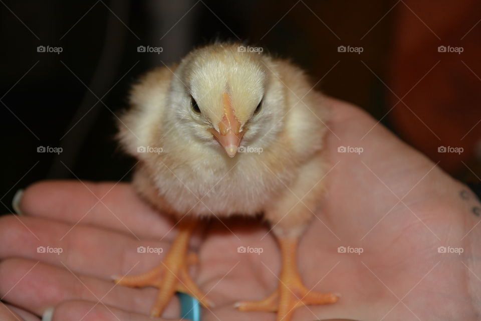 Newly hatched chicken that we hatched at home