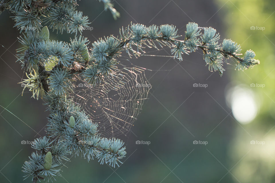 conifer and spiderweb