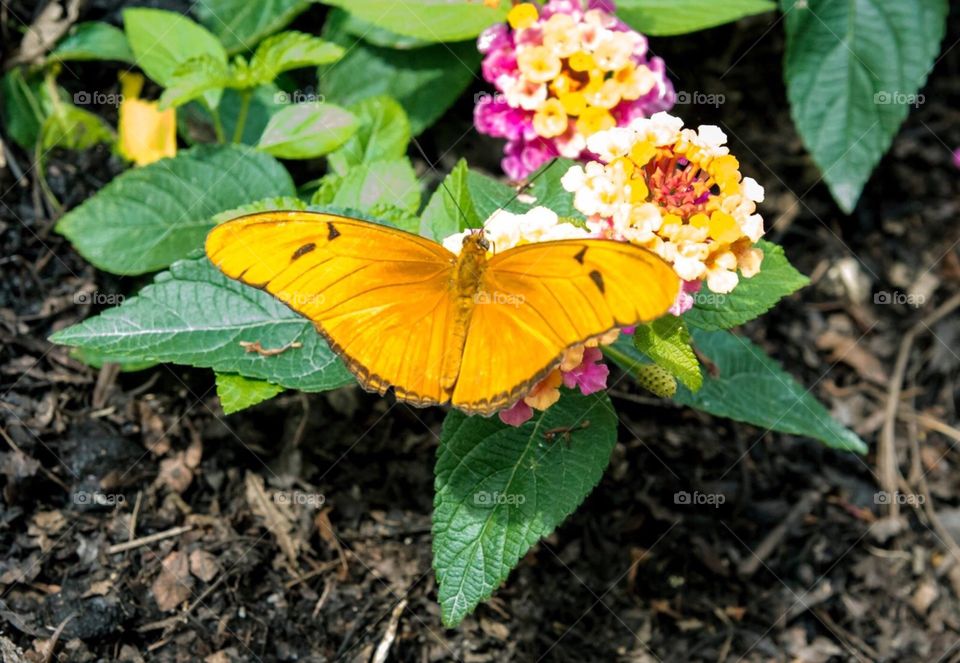 Julia Longwing Butterfly: Chicago Botanical Gardens , Butterflies and Blooms. Native to Brazil to Central America , Mexico and Flirida.