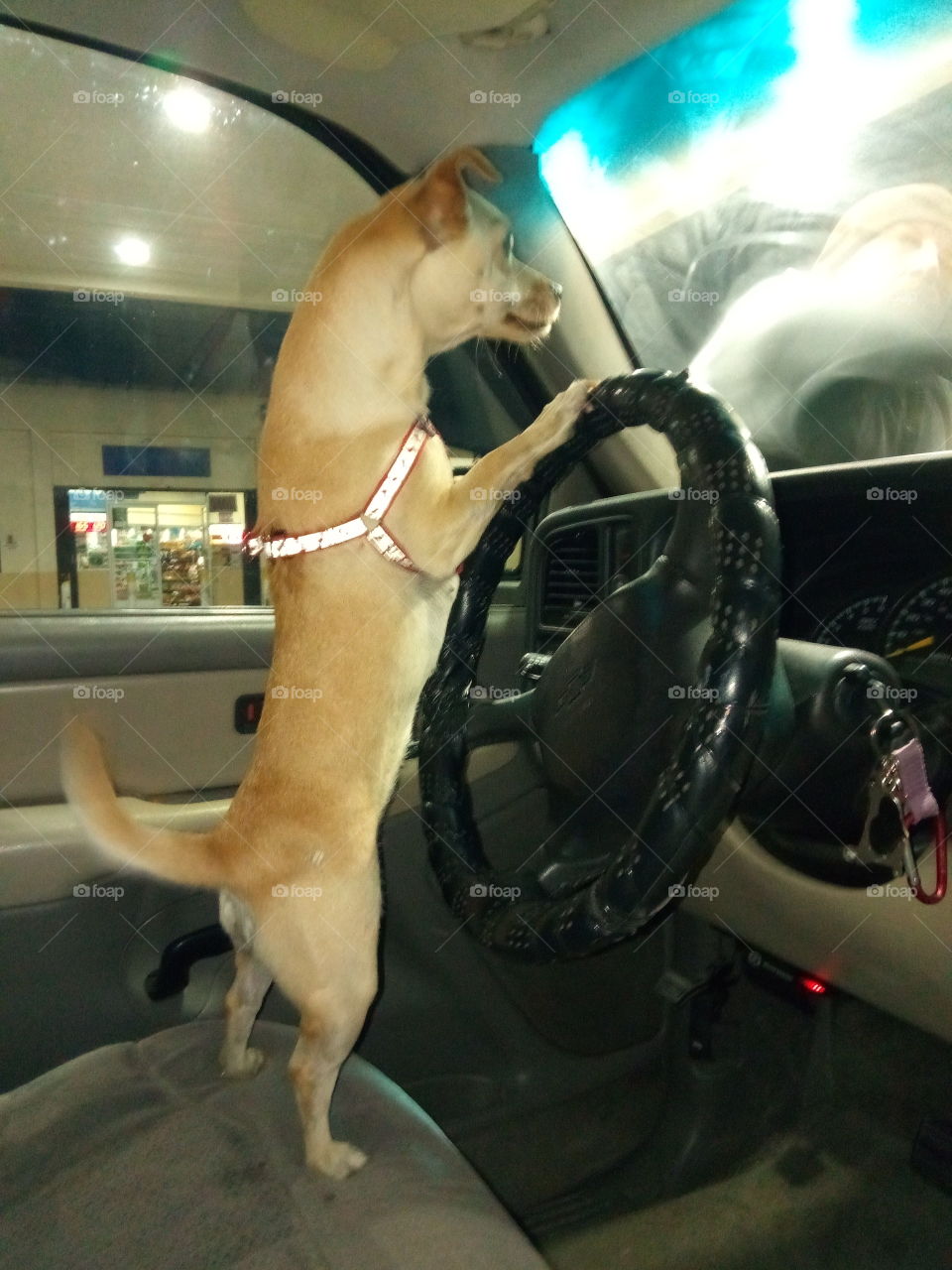 When your dog wants to drive your truck