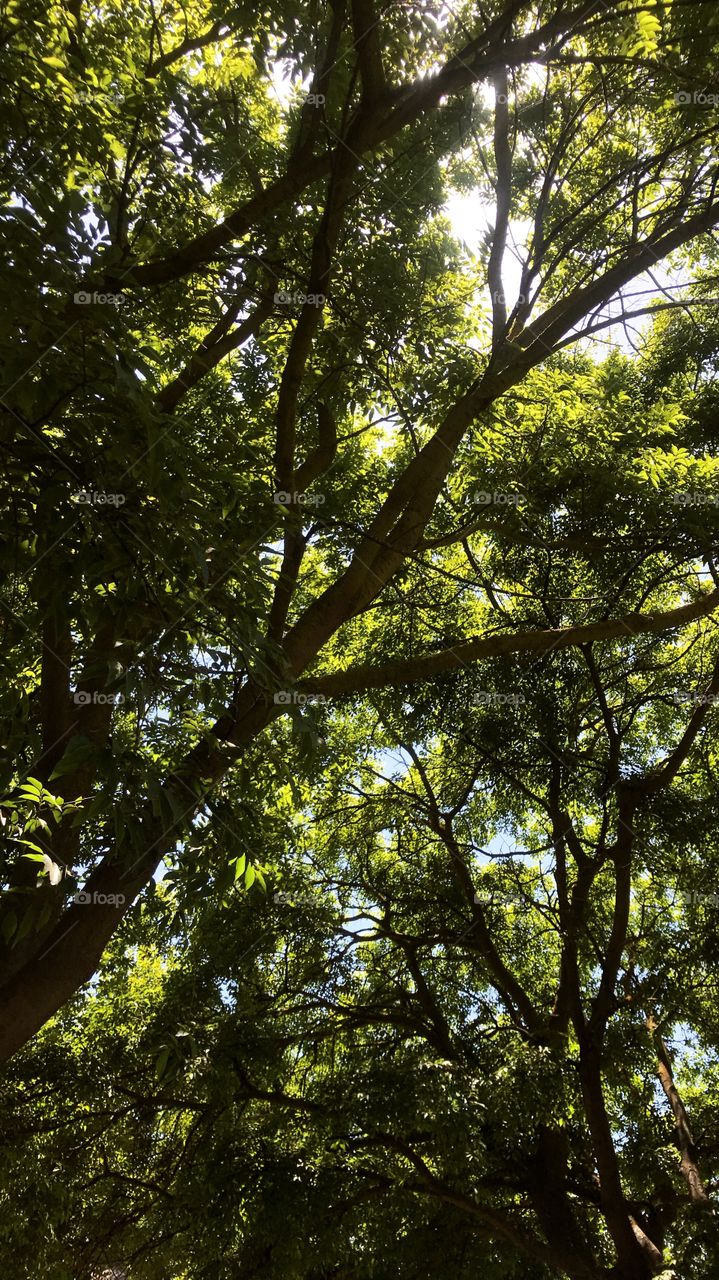 Green tree canopy 