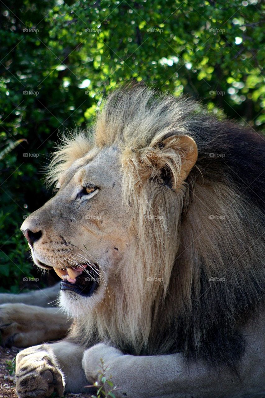 big male lion just woke up late afternoon.