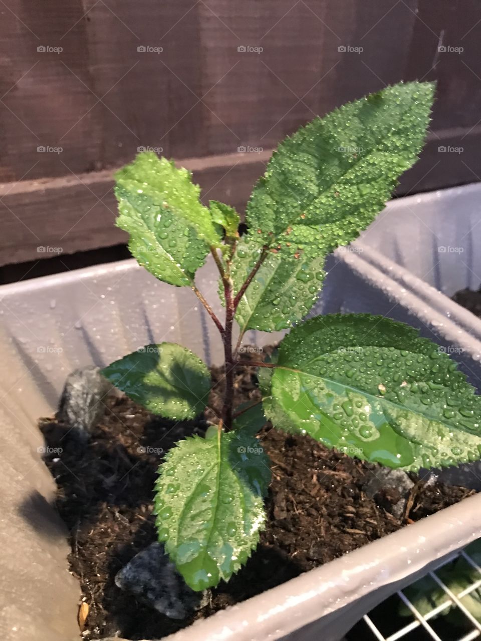 Apple tree from seed