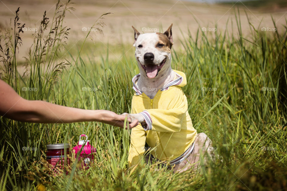 Dog and woman shaking hands