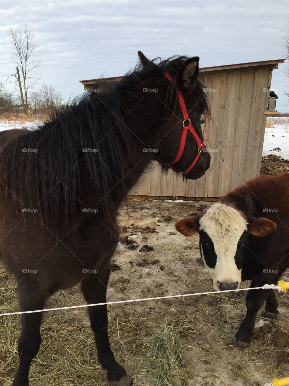 Horse and cow bestie 