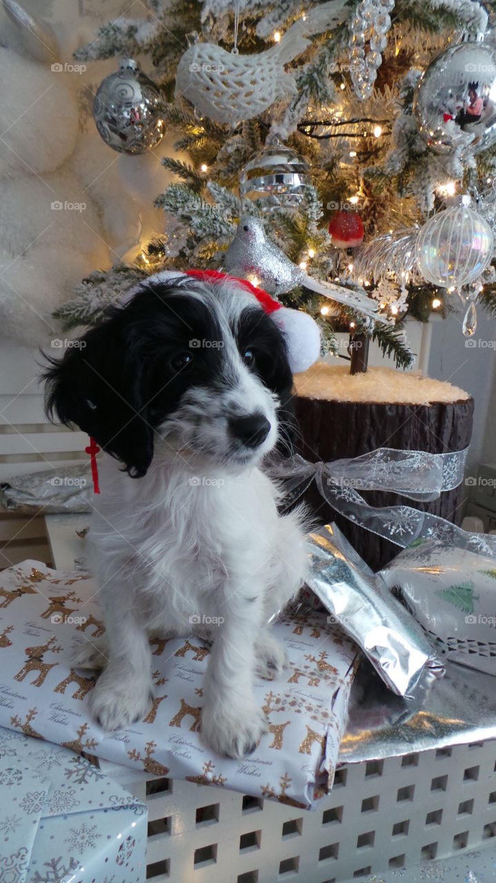 puppy toy cockapoo at Christmas