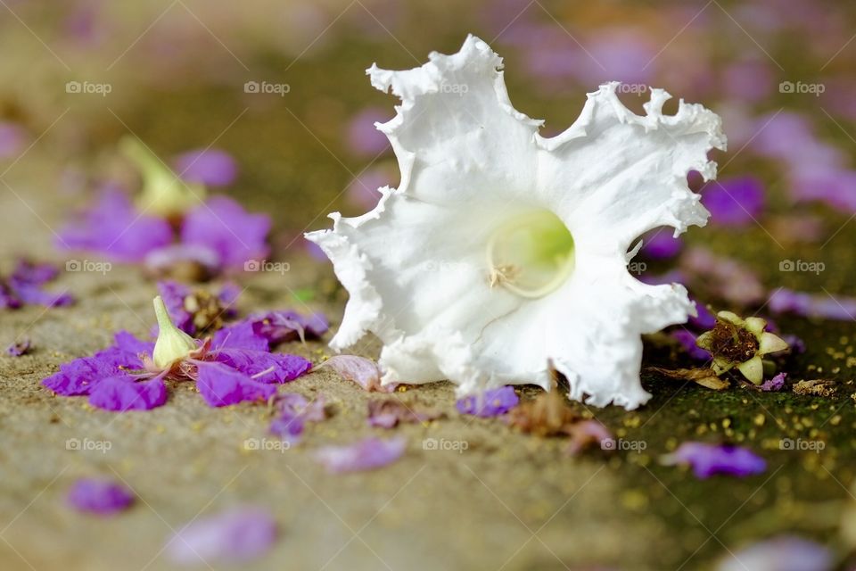 White and purple flowers fall on the ground.