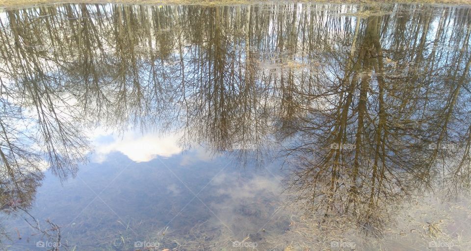 spring park trees reflection in the puddle