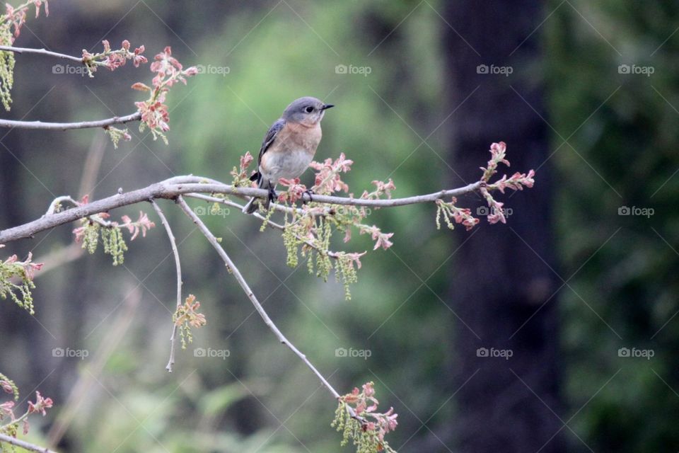 Eastern Bluebird  in the Trees