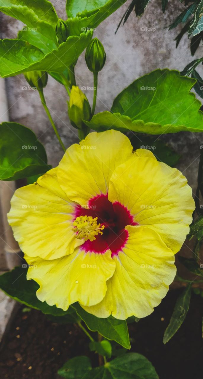 Yellow hibiscus flower 