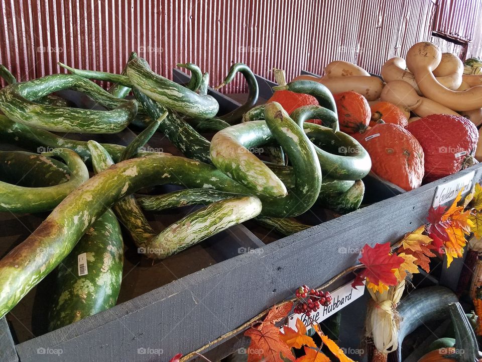 more gourds at the farm