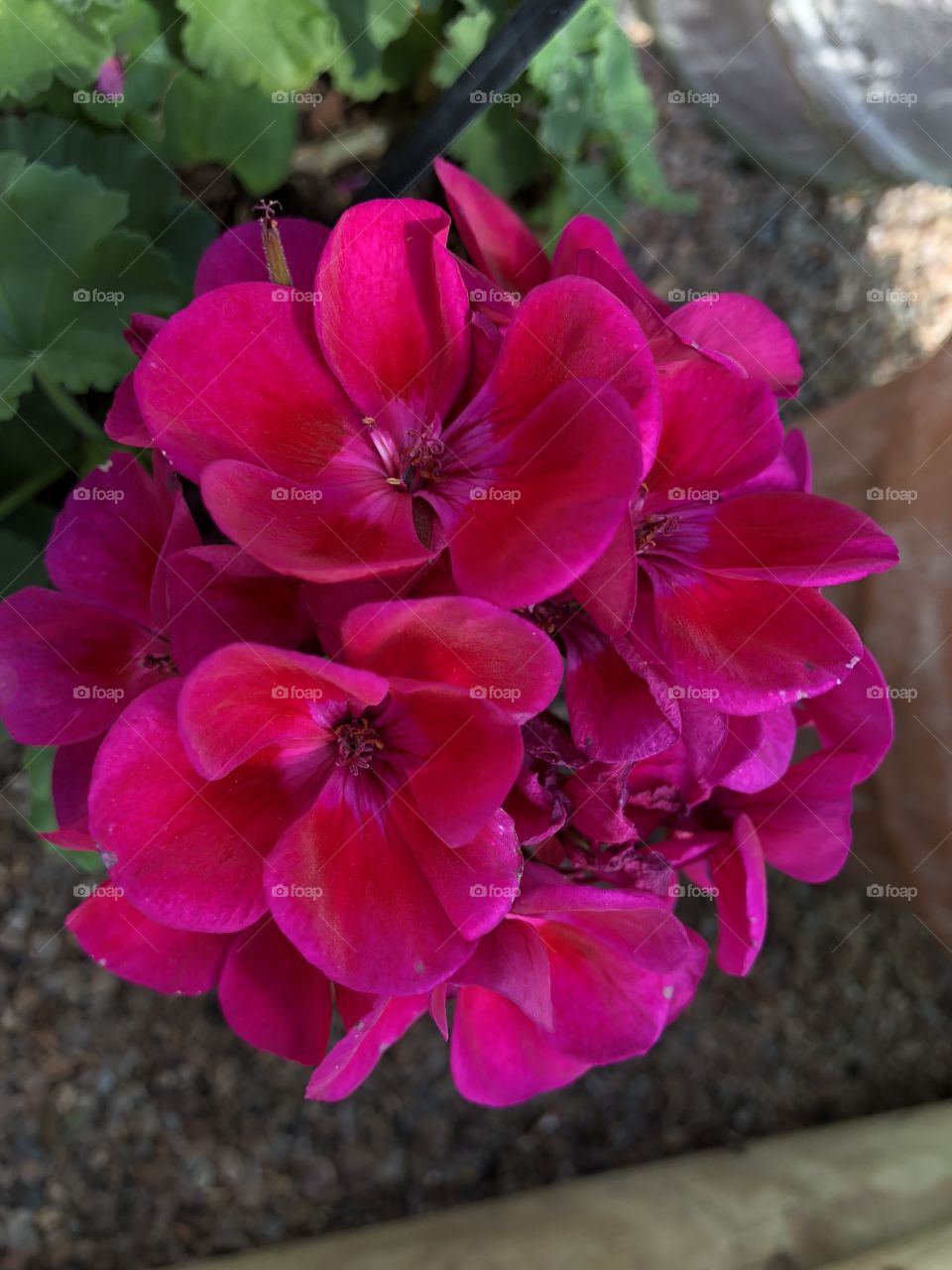 This flower with such crimson beauty is the “pelargorium” and can be found in Devon, but it originates from Southern Africa, just a really beautiful bloom.