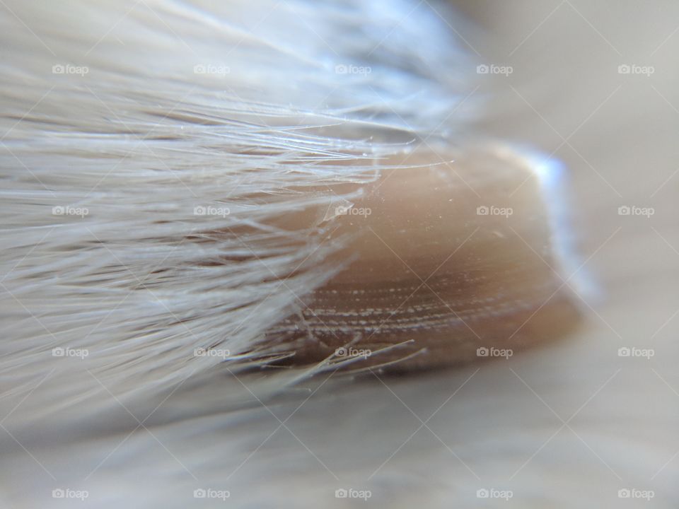 Dog Nail Close Up