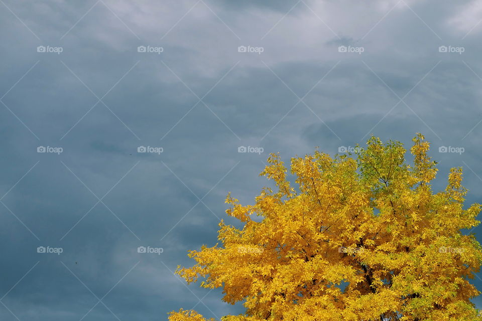 Tree and cloudy sky