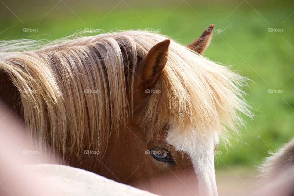 Majestic icelandic horse 