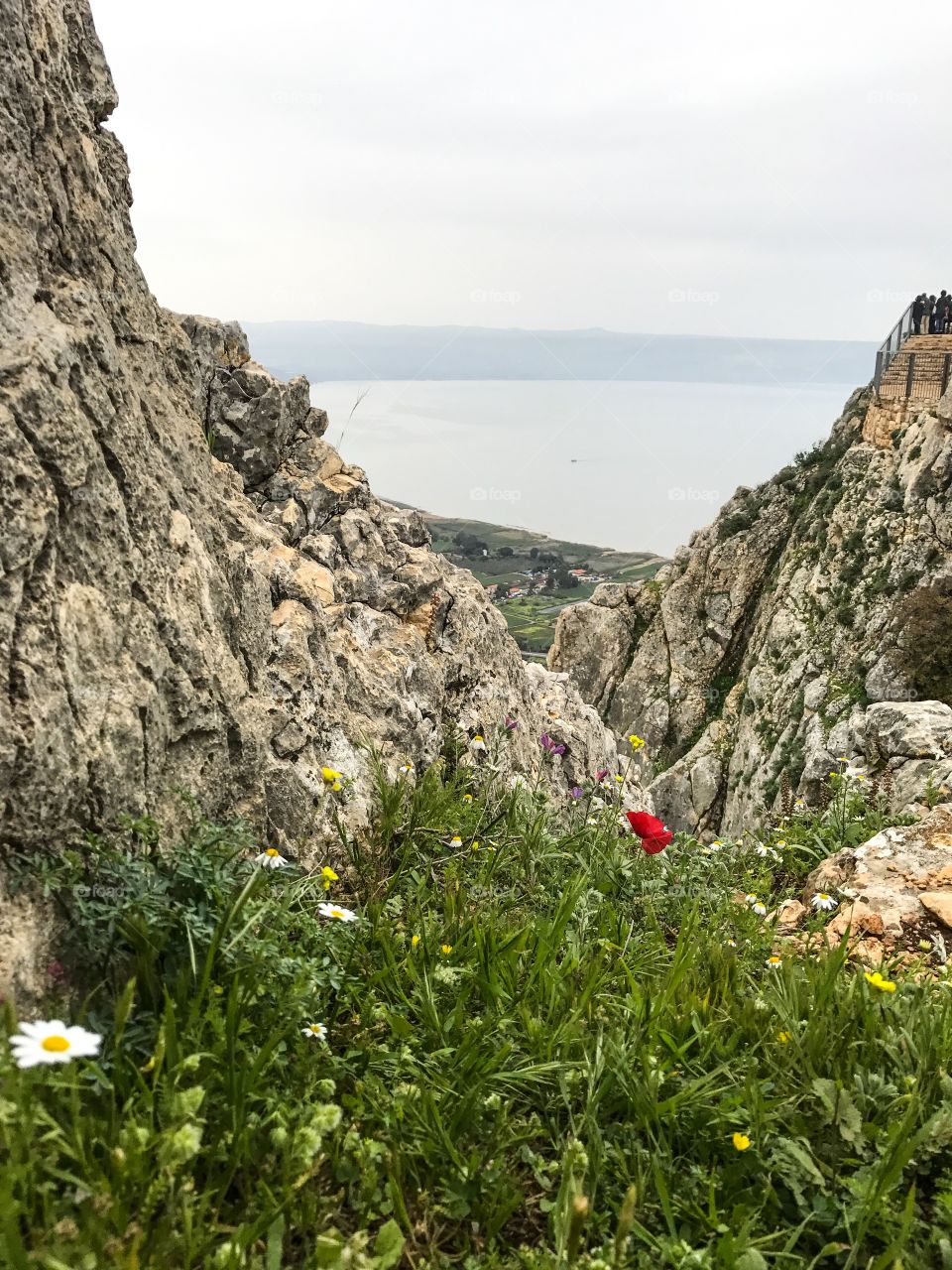 Nature Landscape Wild Flowers in Galilee, Israel. 