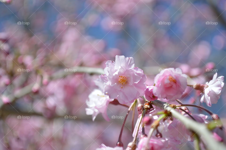 pink tree flower 1. weeping cherry tree blooms