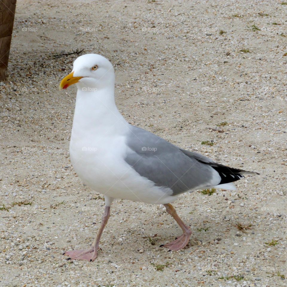 the gull is a wild animal that knows how to stand out in a seaside town. it advances with a determined step in search of an abandoned piece of bread.