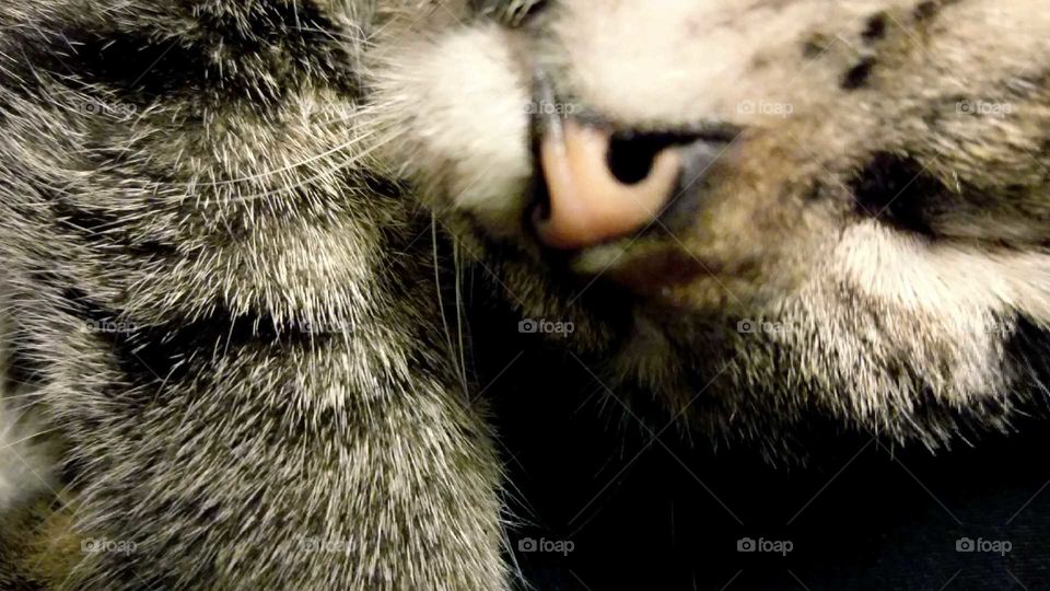 shadow upside down cat sleeping