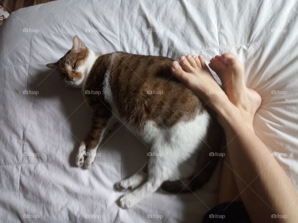 a caucasian female rubbing her legs against her pet orange fat tabby cat while laying in bed during quarantine.