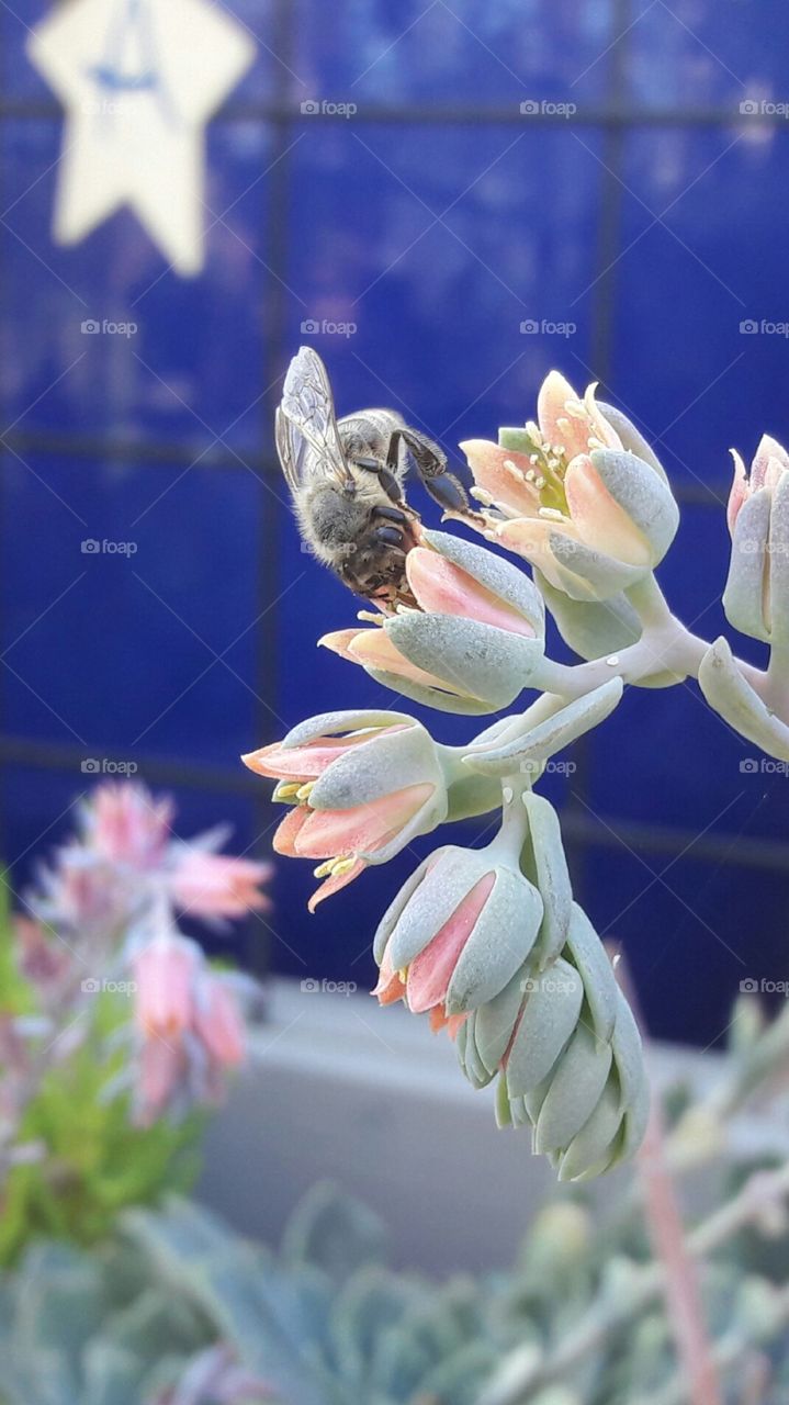 Bee Pollinating Flower Closeup