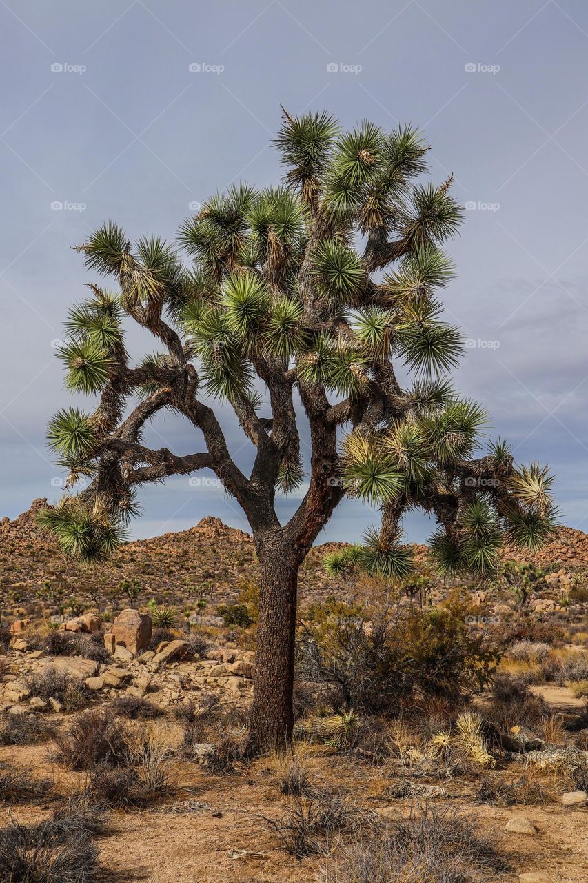 The majestic Joshua Tree in the foreground of The vast landscape of the desert of Joshua Tree National Park with its desolate beauty and fascinating namesake trees.