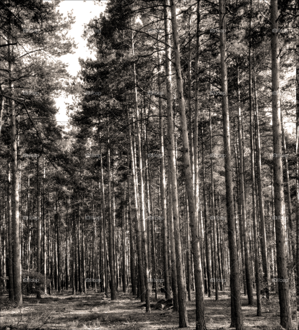 trees leaves forrest woodland by jbrinkler