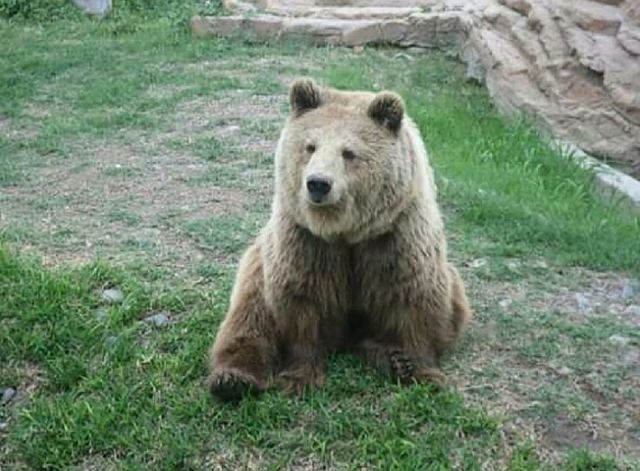 Oso sentado