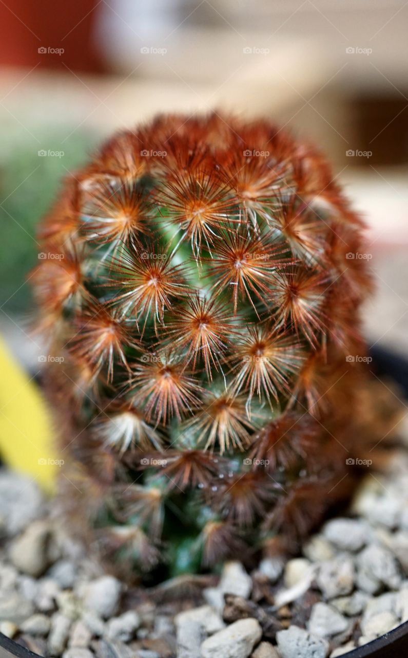 cactus