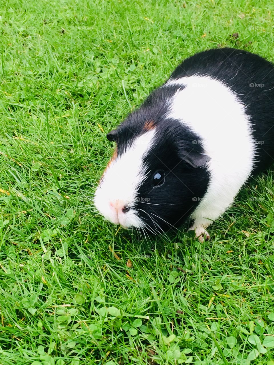 Guinea pig