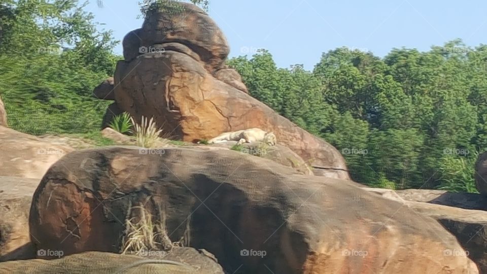 A mother lioness rays in the distance atop the rocks at Animal Kingdom at the Walt Disney World Resort in Orlando, Florida.