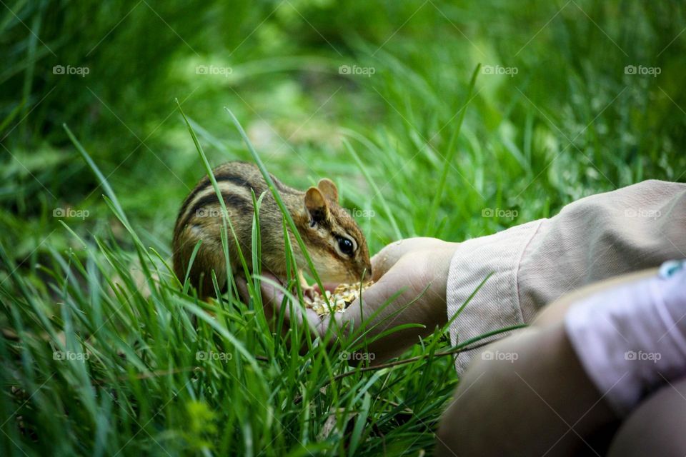 Feeding a chipmunk