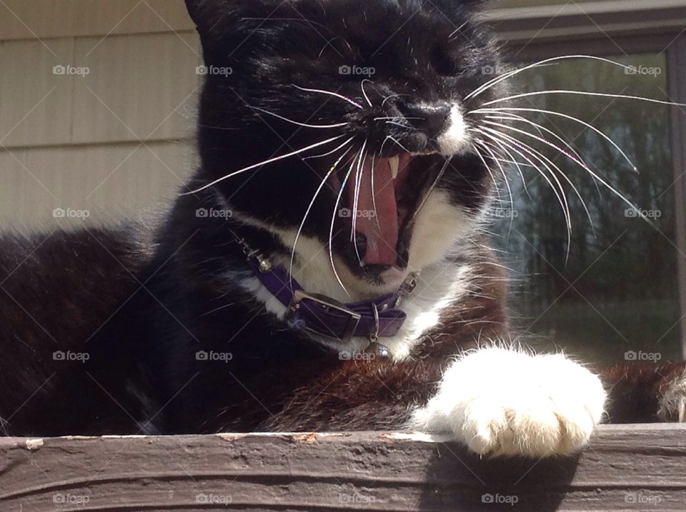 My black and white fluffy tuxedo cat yawning up close photo.