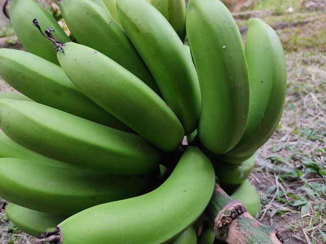 Cambur de montaña orgánico 🍌