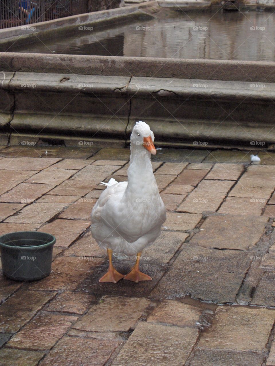 Goose 