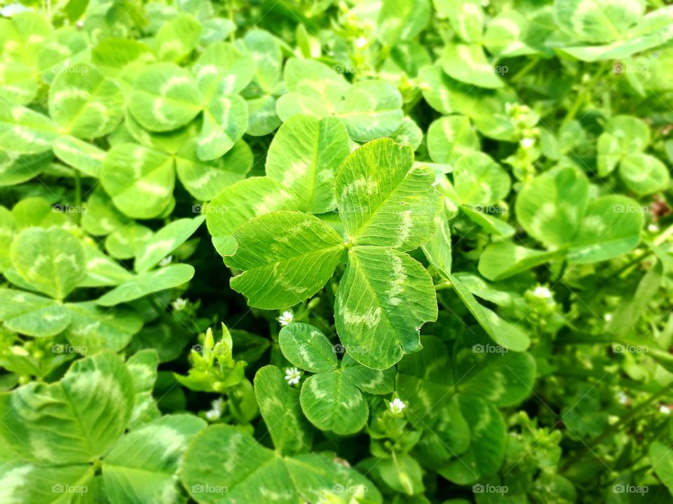 Three-leaf clover (djetelina)