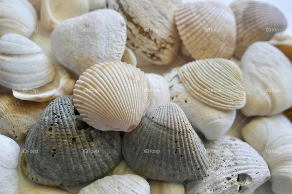 Collection of seashells