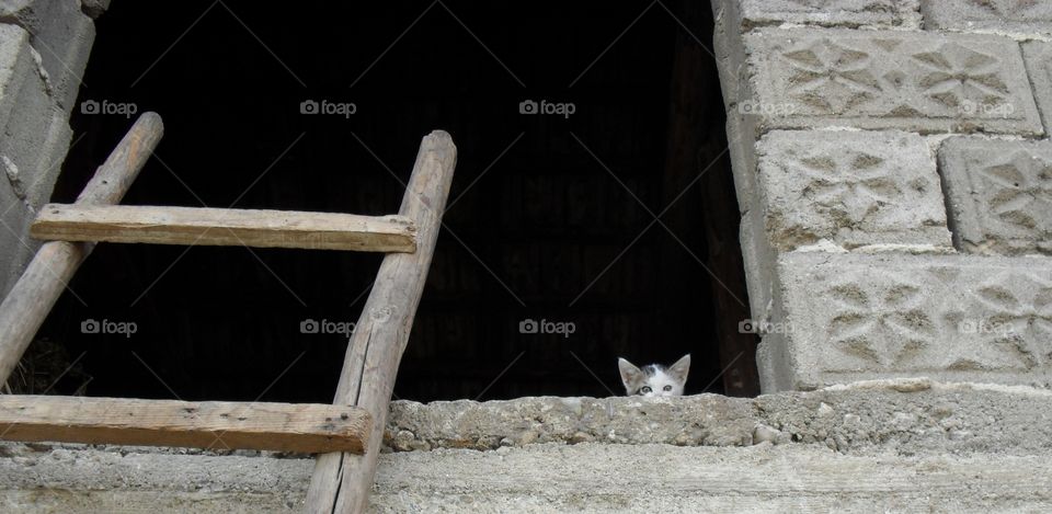 My little white cat