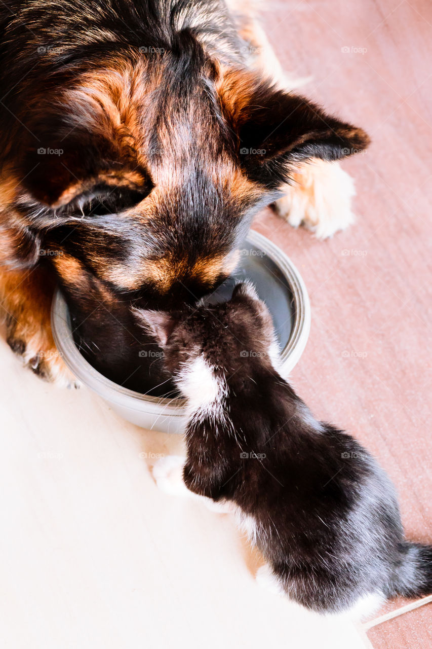 Little cat looking for company with big dog at one bowl of food