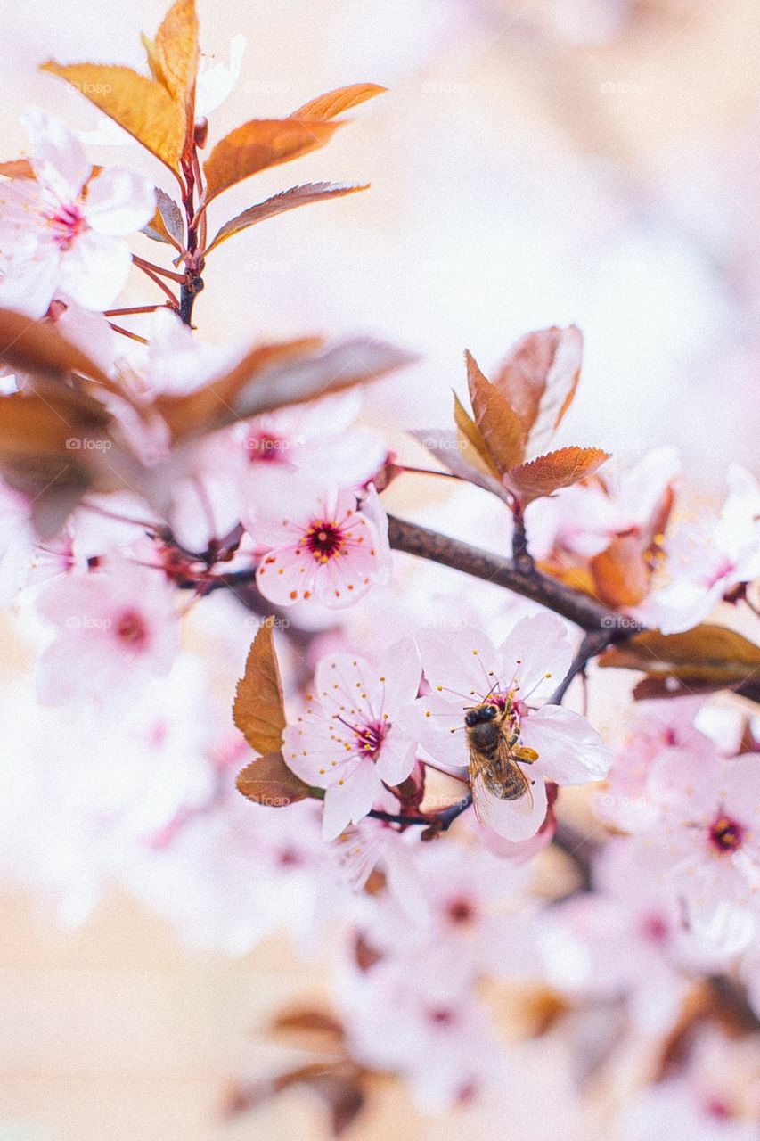 Spring time flowers on the tree and bees 