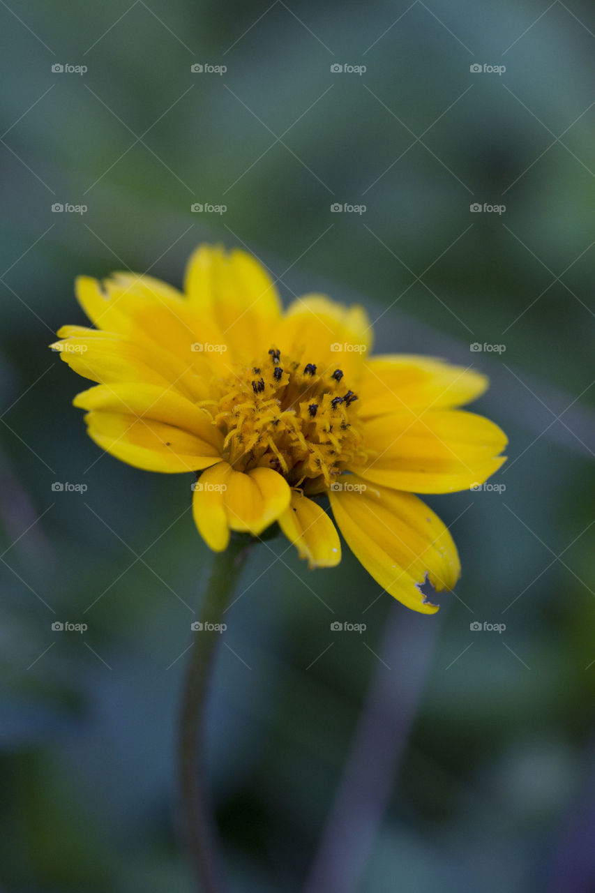 Macro on a Daisy 