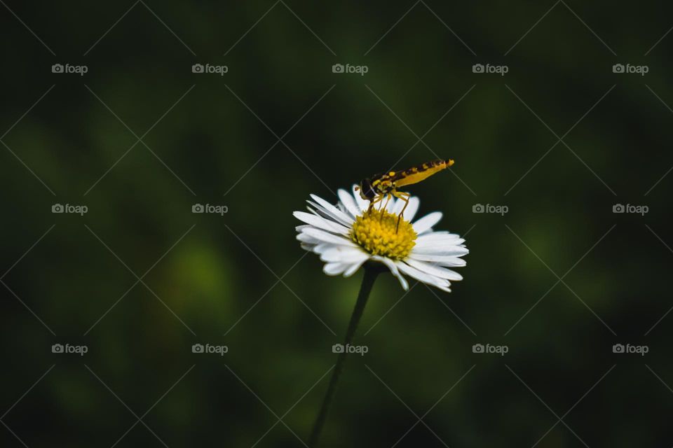 A little insect sitting on a daisy