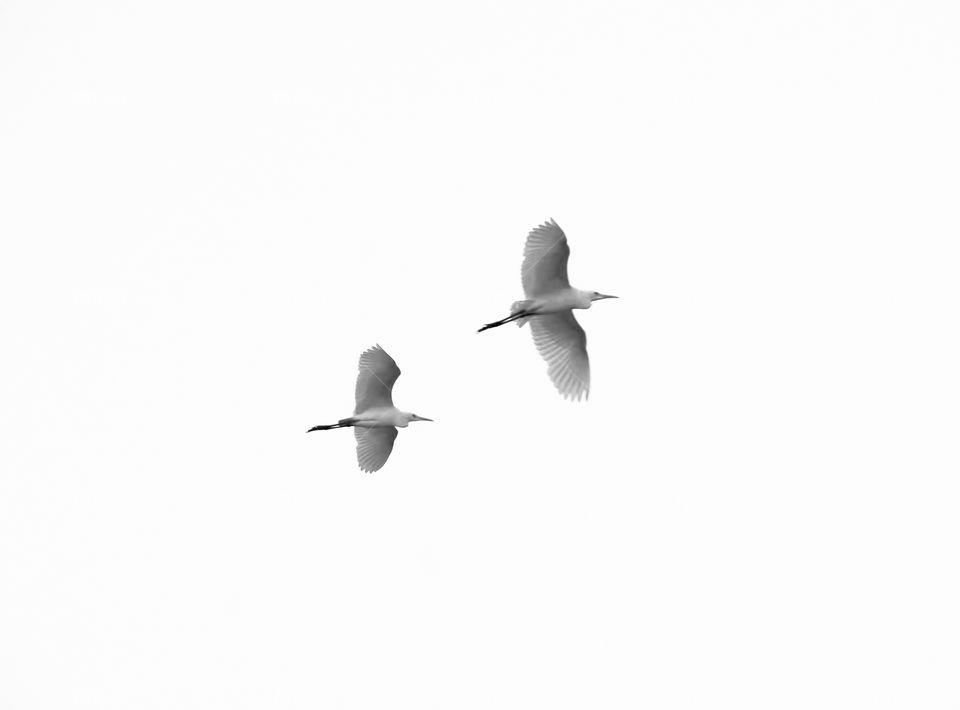 Bird Flight Photography - Crane - Simplicity