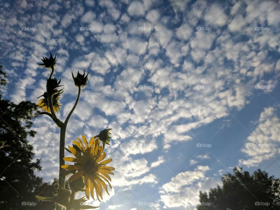 Happy sunflowers