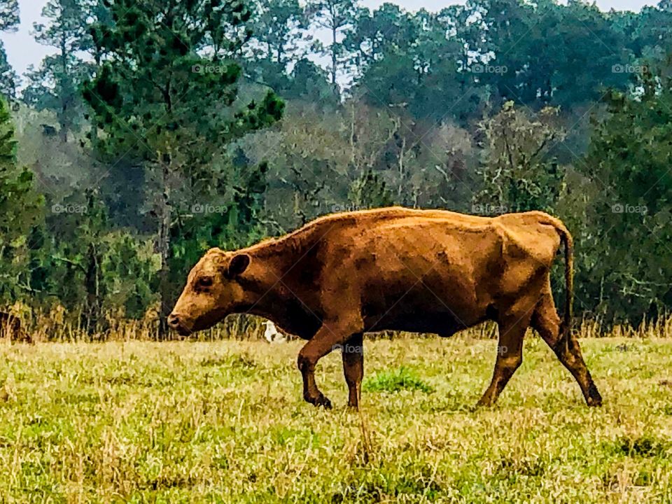 Brown cow walking in pasture 