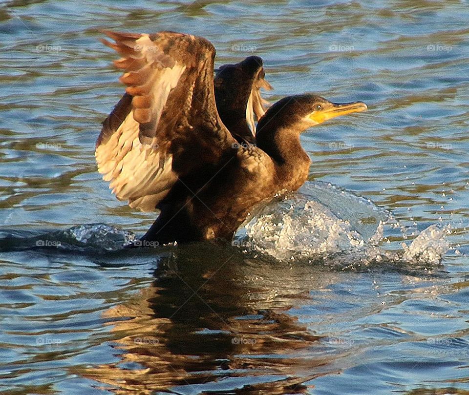 Cormorant Landing in the Lake