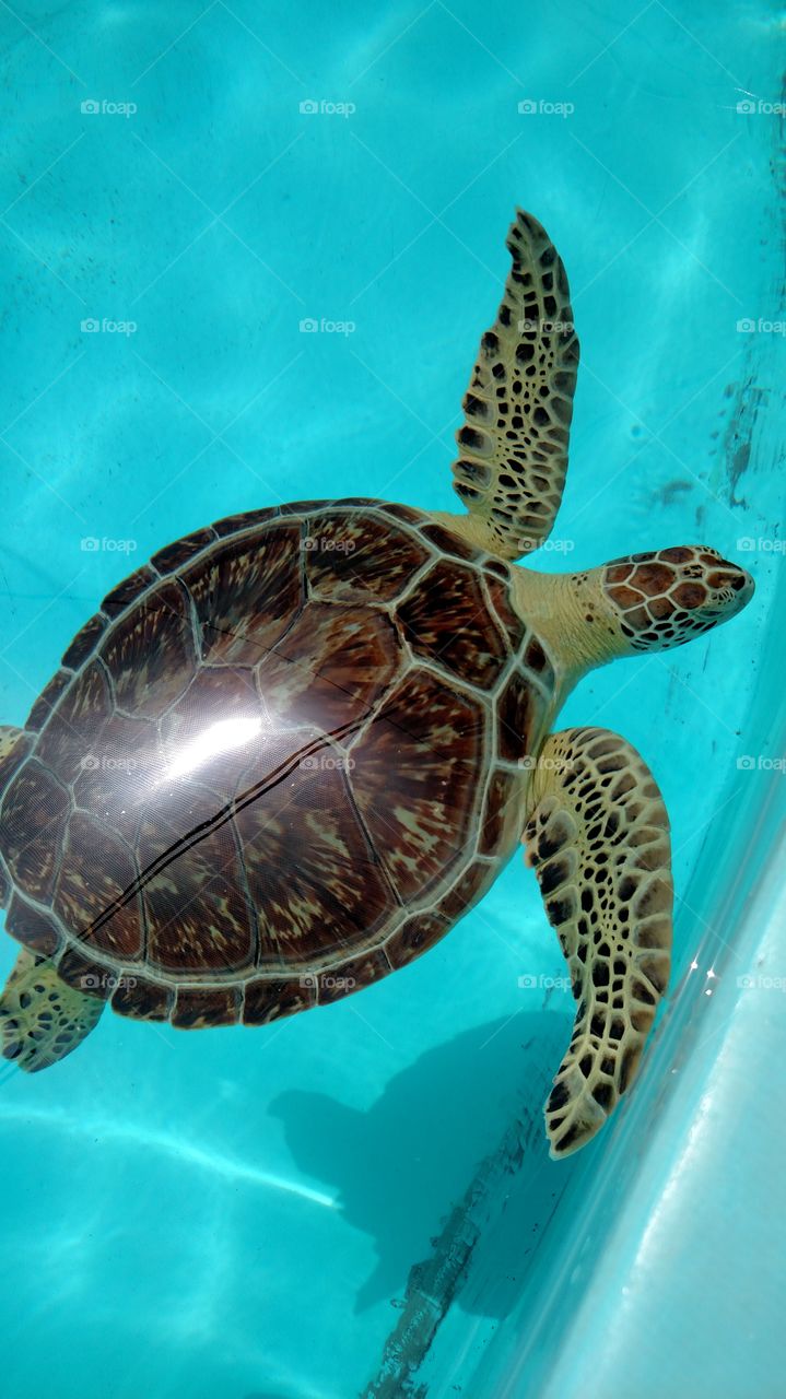 green turtle