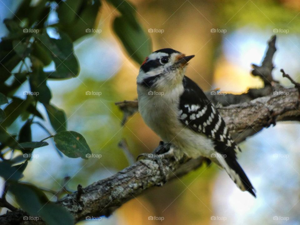 downy woodpecker