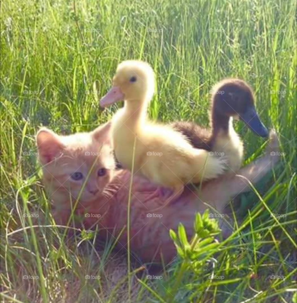 Ducks and Kittens on the Farm